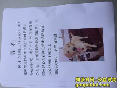 【广州找狗】，我家金毛走丢了，求帮助，它是一只非常可爱的宠物狗狗，希望它早日回家，不要变成流浪狗。
