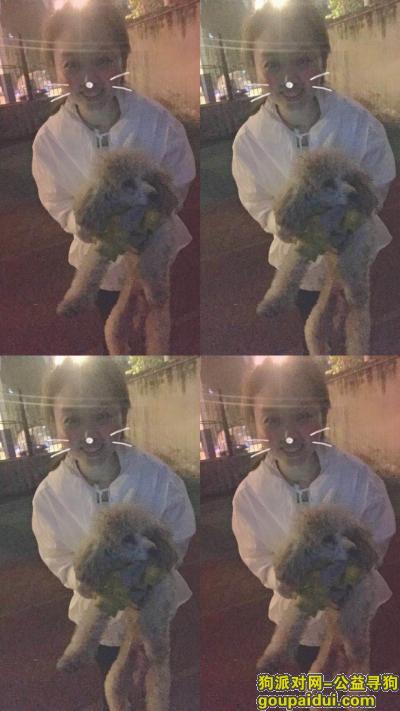 【合肥找狗】，葡萄10月14日下午在梅山支路走丢，它是一只非常可爱的宠物狗狗，希望它早日回家，不要变成流浪狗。
