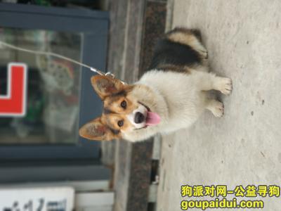 【潍坊找狗】，寻狗 柯基 三色 豪德市场附近，它是一只非常可爱的宠物狗狗，希望它早日回家，不要变成流浪狗。