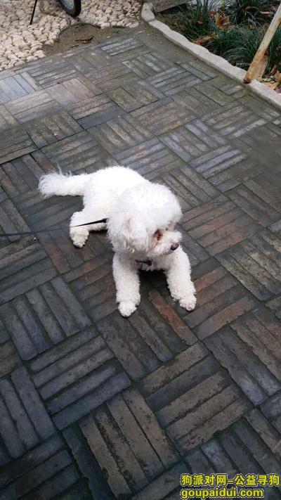 比熊龙潭水乡2017年10月15日中午走失，它是一只非常可爱的宠物狗狗，希望它早日回家，不要变成流浪狗。