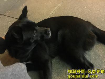 北京寻狗主人，北京捡到一只黑色的狗狗，它是一只非常可爱的宠物狗狗，希望它早日回家，不要变成流浪狗。