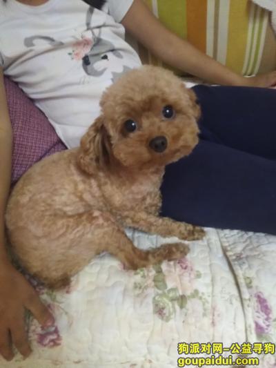 【泰安找狗】，5000元寻找在泰安东平丢失的棕色泰迪，它是一只非常可爱的宠物狗狗，希望它早日回家，不要变成流浪狗。