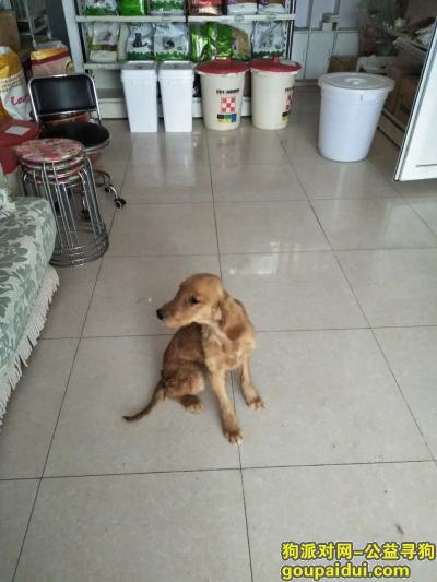【天津找狗】，丢了一只五个月大的金毛～～～～～，它是一只非常可爱的宠物狗狗，希望它早日回家，不要变成流浪狗。