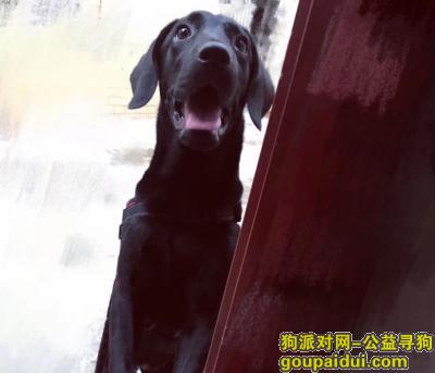 【上海找狗】，本人在2017年10月13日丢失一只拉布拉多，黑色，现在家人万分着急，希望看到的好心人及时通知我，电话：13916902863张先生。，它是一只非常可爱的宠物狗狗，希望它早日回家，不要变成流浪狗。
