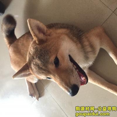 【深圳捡到狗】，宝安宝体捡到一只柴犬，它是一只非常可爱的宠物狗狗，希望它早日回家，不要变成流浪狗。