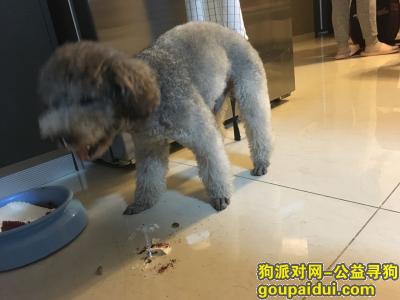 【北京找狗】，朝阳姚家园路寻一只灰泰迪公狗，它是一只非常可爱的宠物狗狗，希望它早日回家，不要变成流浪狗。