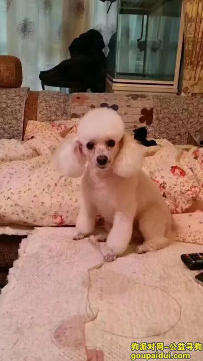 紫云华庭丢失一只奶白色贵宾，特别着急找到重谢！！，它是一只非常可爱的宠物狗狗，希望它早日回家，不要变成流浪狗。
