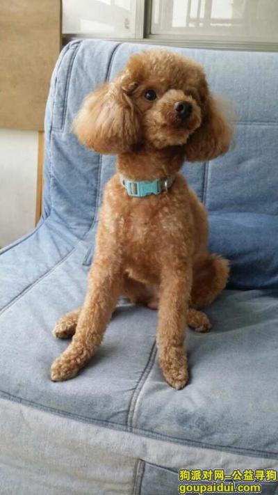 【上海找狗】，寻狗启示 一只淡棕色泰迪弟弟，它是一只非常可爱的宠物狗狗，希望它早日回家，不要变成流浪狗。