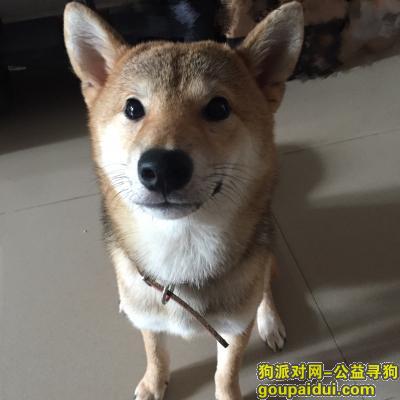 深圳找狗主人，捡到一只柴犬.宝安体育馆附近，它是一只非常可爱的宠物狗狗，希望它早日回家，不要变成流浪狗。