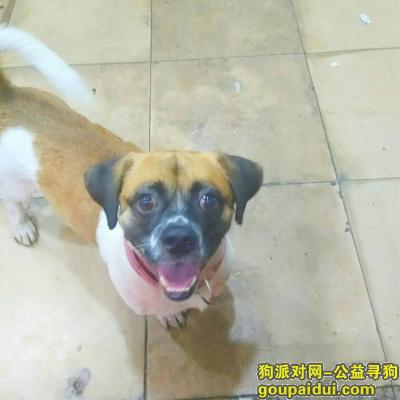 【广州找狗】，寻一只狗于265走失现正寻找，它是一只非常可爱的宠物狗狗，希望它早日回家，不要变成流浪狗。