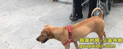 荆州寻狗网，一只伴我生活了十二年的短毛黄色阳阳于十月九日丢失，它是一只非常可爱的宠物狗狗，希望它早日回家，不要变成流浪狗。