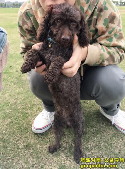 上海浦东新区川沙川虹新苑于10月11日晚捡到黑色泰迪脖子上有蓝色项圈，它是一只非常可爱的宠物狗狗，希望它早日回家，不要变成流浪狗。