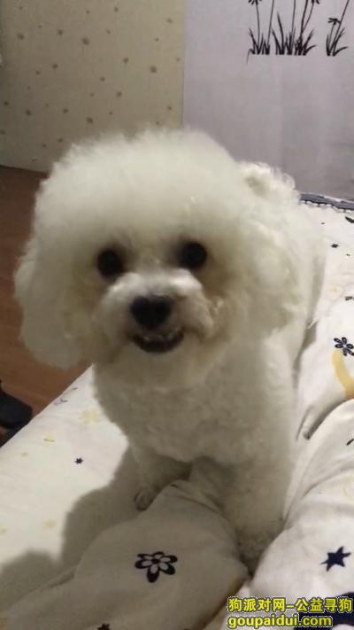 【扬州找狗】，扬州广陵区解放桥路口酬谢五千元寻找白色比熊，它是一只非常可爱的宠物狗狗，希望它早日回家，不要变成流浪狗。