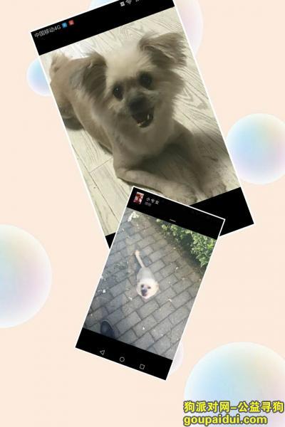 【上海找狗】，上海宝山区友谊路宝钢三村门口酬谢五千元寻找狗狗，它是一只非常可爱的宠物狗狗，希望它早日回家，不要变成流浪狗。