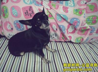 【哈尔滨找狗】，急切寻找爱狗，黑色吉娃娃，它是一只非常可爱的宠物狗狗，希望它早日回家，不要变成流浪狗。