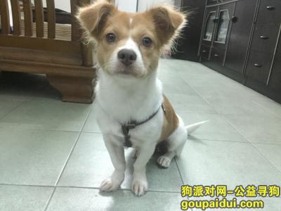 广州寻狗主人，海珠区捡到串串蝴蝶小母狗狗，它是一只非常可爱的宠物狗狗，希望它早日回家，不要变成流浪狗。