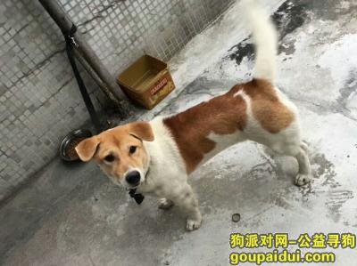 广州找狗主人，美院侧门拾得串串狗狗，干净，热情。，它是一只非常可爱的宠物狗狗，希望它早日回家，不要变成流浪狗。