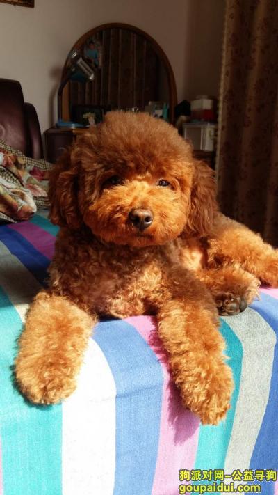 【天津找狗】，母泰迪5如果嘟嘟，盼你回家，它是一只非常可爱的宠物狗狗，希望它早日回家，不要变成流浪狗。