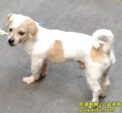 【广州找狗】，白云石井潭村丢小狗狗名字叫丑丑 联系15013324762，它是一只非常可爱的宠物狗狗，希望它早日回家，不要变成流浪狗。