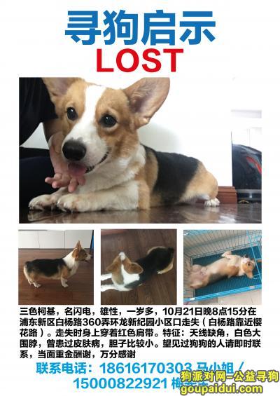 【上海找狗】，三色柯基，名闪电，10月21日走失，它是一只非常可爱的宠物狗狗，希望它早日回家，不要变成流浪狗。