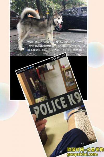 【深圳找狗】，深圳宝安区群贤花园公交站寻找阿拉斯加，它是一只非常可爱的宠物狗狗，希望它早日回家，不要变成流浪狗。