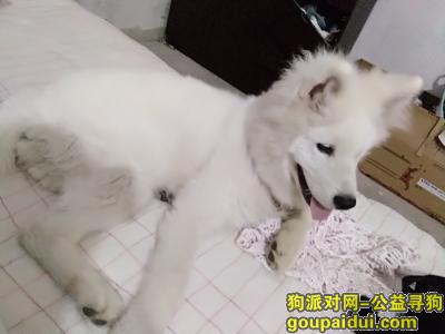 【嘉兴找狗】，白色萨摩耶叫球球公狗，它是一只非常可爱的宠物狗狗，希望它早日回家，不要变成流浪狗。