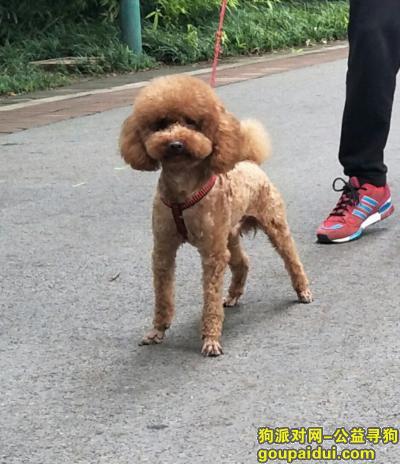 郑州市中原区淮河路昆仑路市场门口丢失泰迪一只，它是一只非常可爱的宠物狗狗，希望它早日回家，不要变成流浪狗。