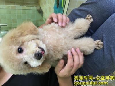 【杭州找狗】，寻狗启事 香槟色泰迪，它是一只非常可爱的宠物狗狗，希望它早日回家，不要变成流浪狗。