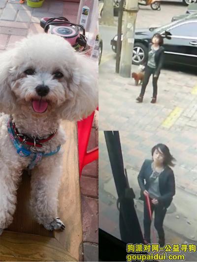 天津市河北区昆纬路东三经路酬谢两千元寻找白贵宾，它是一只非常可爱的宠物狗狗，希望它早日回家，不要变成流浪狗。