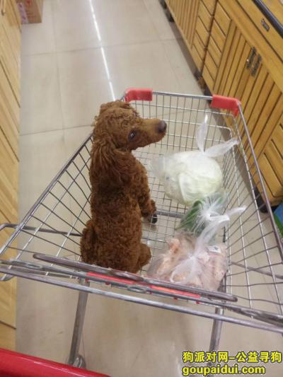 太原找狗，2017.10.20日古交马兰滩丢失一条棕红色泰迪，它是一只非常可爱的宠物狗狗，希望它早日回家，不要变成流浪狗。