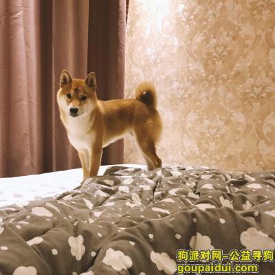【哈尔滨找狗】，寻狗 柴犬 10月24日走失，它是一只非常可爱的宠物狗狗，希望它早日回家，不要变成流浪狗。