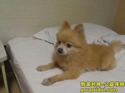 青岛兴隆路捡到一只像博美的小公狗，它是一只非常可爱的宠物狗狗，希望它早日回家，不要变成流浪狗。