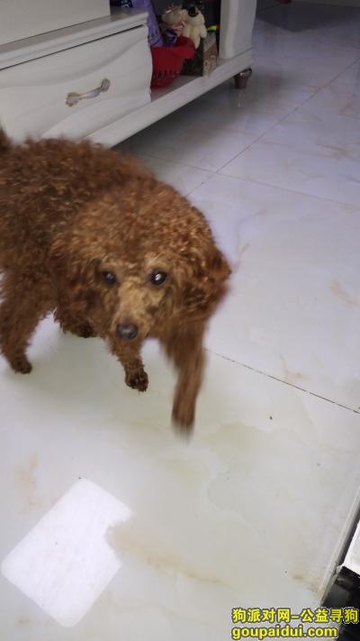 【绵阳找狗】，江油302东方明珠附近，它是一只非常可爱的宠物狗狗，希望它早日回家，不要变成流浪狗。
