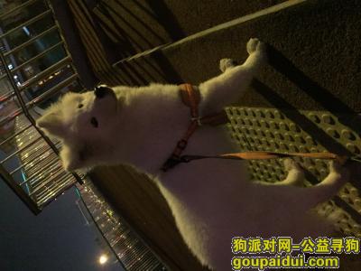 【北京找狗】，800元感谢费找只萨摩，它是一只非常可爱的宠物狗狗，希望它早日回家，不要变成流浪狗。