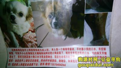 【广州找狗】，不要害你全家人染爱兹病，它是一只非常可爱的宠物狗狗，希望它早日回家，不要变成流浪狗。