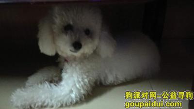 10月26日下午在东莞企石威文文具店门口狗和狗笼一起被人拿走了，它是一只非常可爱的宠物狗狗，希望它早日回家，不要变成流浪狗。