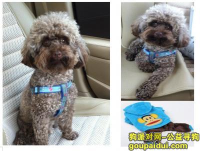【北京找狗】，【急】北京丰台区 和义 ￥5000寻爱犬，它是一只非常可爱的宠物狗狗，希望它早日回家，不要变成流浪狗。