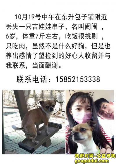 【徐州找狗】，徐州中枢街附近东升包子铺，它是一只非常可爱的宠物狗狗，希望它早日回家，不要变成流浪狗。