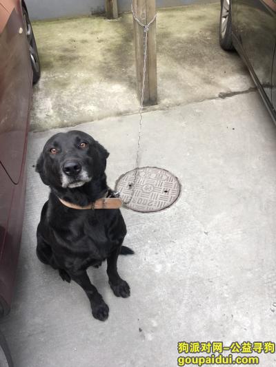 青浦徐泾地区遗失一只纯黑拉布拉多，它是一只非常可爱的宠物狗狗，希望它早日回家，不要变成流浪狗。