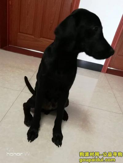 淮南找狗，寻找成年黑色拉布拉多 坐标安徽省淮南市凤台县，它是一只非常可爱的宠物狗狗，希望它早日回家，不要变成流浪狗。