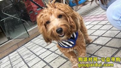 【江门找狗】，寻找爱犬贵宾(豆豆)，它是一只非常可爱的宠物狗狗，希望它早日回家，不要变成流浪狗。