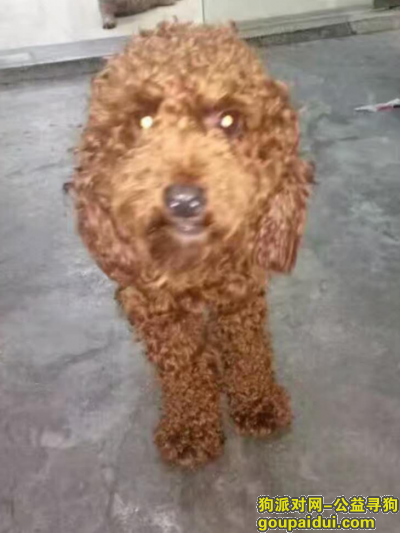 在东莞东坑走失一只泰迪犬，它是一只非常可爱的宠物狗狗，希望它早日回家，不要变成流浪狗。