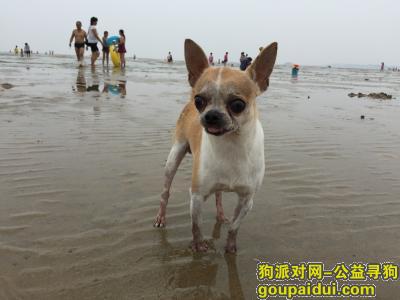 【北京找狗】，寻找爱犬，北京市朝阳区三里屯丢失爱犬吉娃娃，它是一只非常可爱的宠物狗狗，希望它早日回家，不要变成流浪狗。