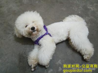 台州寻狗，狗狗走丢，希望好心人帮忙寻找，它是一只非常可爱的宠物狗狗，希望它早日回家，不要变成流浪狗。