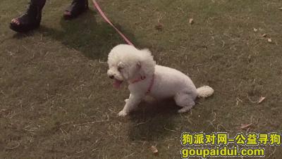 【芜湖找狗】，安徽省芜湖市绿影附近寻找白色比熊，它是一只非常可爱的宠物狗狗，希望它早日回家，不要变成流浪狗。