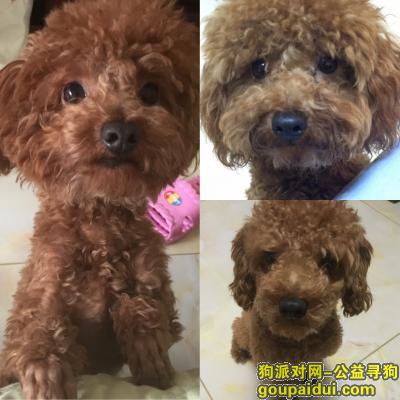 【北京找狗】，北京市丰台区怡和世家寻狗2017年10月30日晚21:37分左右丢失，它是一只非常可爱的宠物狗狗，希望它早日回家，不要变成流浪狗。