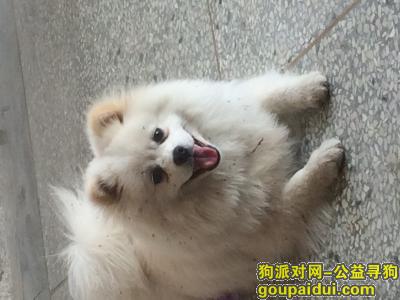 【嘉兴找狗】，秀洲区洪合镇建北村寻丢失狗狗，它是一只非常可爱的宠物狗狗，希望它早日回家，不要变成流浪狗。