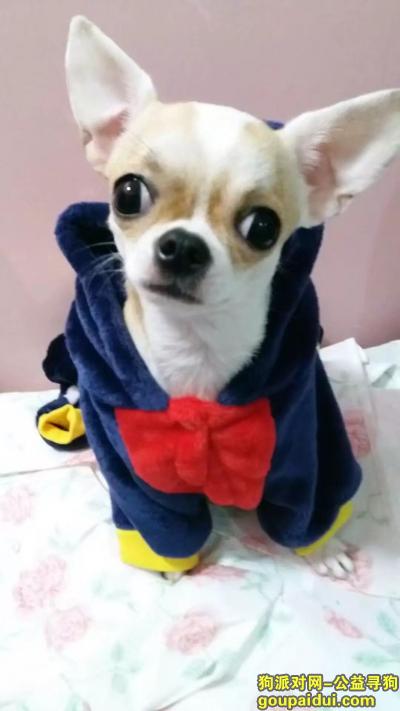 【郑州找狗】，郑州市棉纺东路医学院附近痛失宝贝吉娃娃，主人急哭，它是一只非常可爱的宠物狗狗，希望它早日回家，不要变成流浪狗。