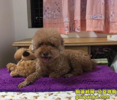 【广州找狗】，不忍离弃，寻贵宾酬2万，它是一只非常可爱的宠物狗狗，希望它早日回家，不要变成流浪狗。