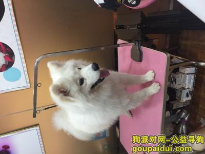 【深圳捡到狗】，侨城东附近捡到的萨摩，它是一只非常可爱的宠物狗狗，希望它早日回家，不要变成流浪狗。